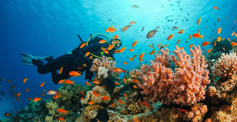 Person scuba diving underwater, representing an active lifestyle
